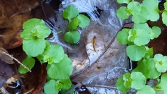 Chrysosplenium americanum