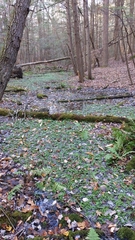 Chrysosplenium americanum