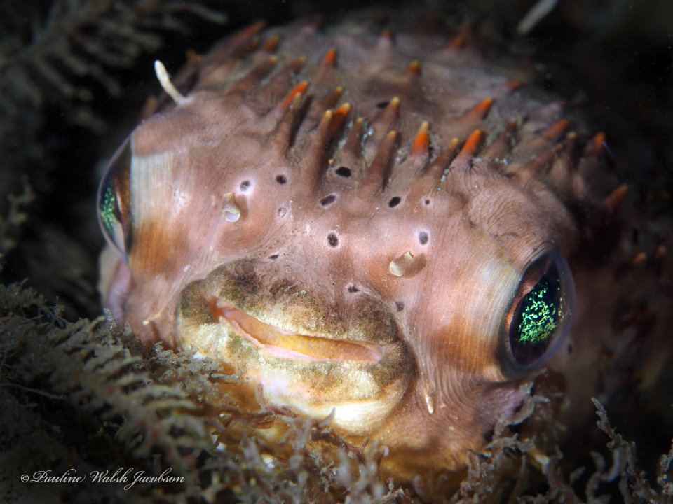 Balloonfish