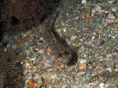 Coryphopterus dicrus