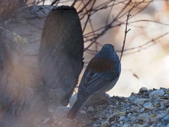 Junco hyemalis dorsalis