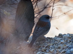 Junco hyemalis dorsalis