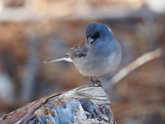 Junco hyemalis dorsalis