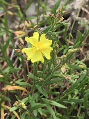 Crocanthemum scoparium