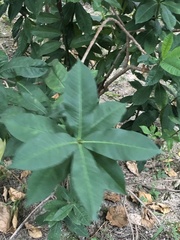 Rauvolfia tetraphylla