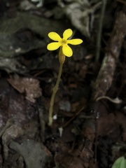 Voyria