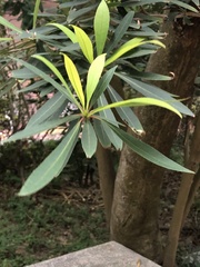 Pseudopanax crassifolius
