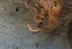 Lithobius melanops