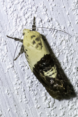 Hypertropha