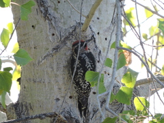 Sphyrapicus nuchalis