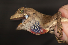 Anolis scypheus