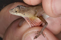 Anolis fuscoauratus