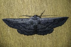 Melanodes anthracitaria