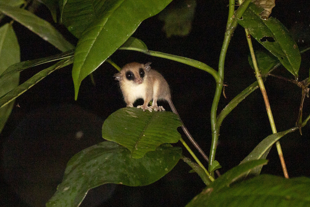 Emilia's Gracile Opossum