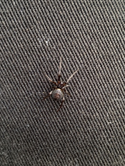 Steatoda bipunctata