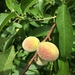Prunus persica - Photo (c) Trevor Hance,  זכויות יוצרים חלקיות (CC BY-NC), הועלה על ידי Trevor Hance