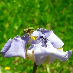 Enthephippion olivaceum