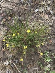 Crocanthemum scoparium