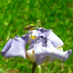 Enthephippion olivaceum