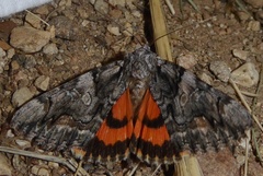 Catocala verrilliana