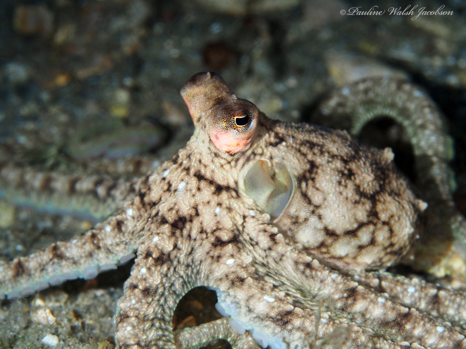 Immagine rappresentativa del genere Macrotritopus