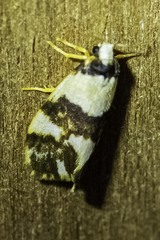 Philenora aspectalella