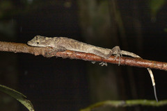Anolis fuscoauratus