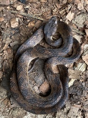 Leptodeira ornata