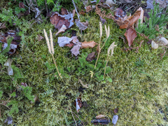 Lycopodium lagopus