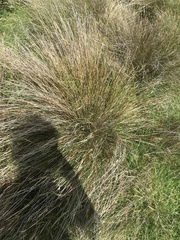Schoenus pauciflorus