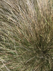 Schoenus pauciflorus