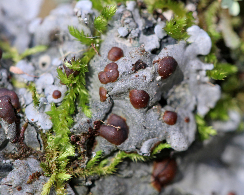 Fruiting Shell
