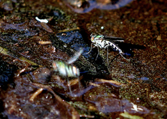 Plagioneurus univittatus