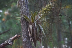 Tillandsia carlos-hankii