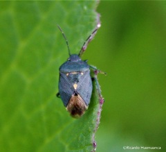 Ditomotarsus punctiventris