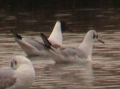 Chroicocephalus ridibundus