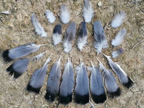 Uolinis karvelis nuotrauka