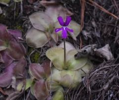 Pinguicula moranensis