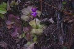 Pinguicula moranensis