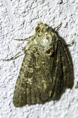 Condicinae