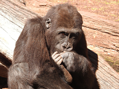 Gorilla gorilla