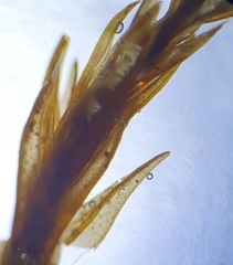 Schistidium