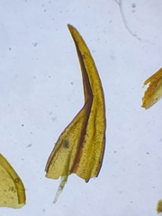 Schistidium