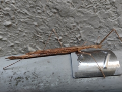 Sipyloidea