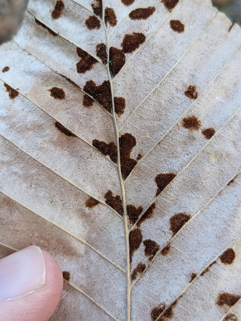 beech erineum mite