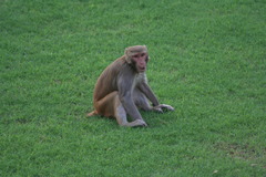 Macaca mulatta
