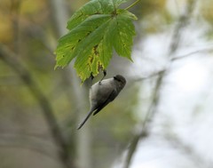 Psaltriparus minimus