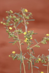 Sida calyxhymenia