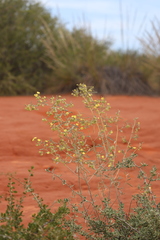 Sida calyxhymenia