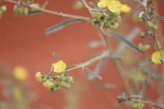 Sida calyxhymenia